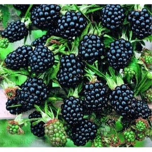 Fitaş Fidancılık Jumbo Böğürtlen Fidanı