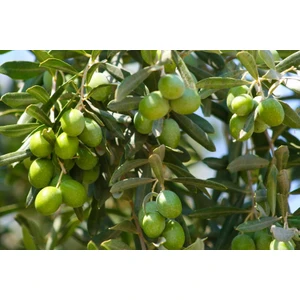 Fitaş Fidancılık Tüplü Halhalı Zeytin Fidanı 2 Yaş (60-80 Cm)