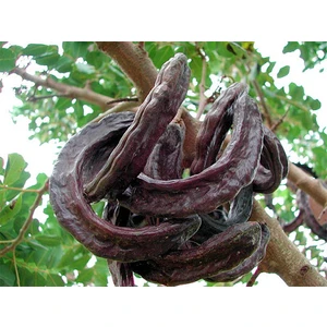 Fitaş Fidancılık Tüplü Keçiboynuzu (Harnup) Fidanı (80-110 Cm)