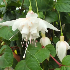 Murat Tohum Beyaz Küpeli Çiçeği Tohumu Yer Küpeli Çiçeği Ekim Seti 10 Adet Tohum + Saksı+ Toprak