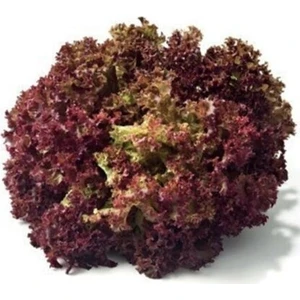 Kırmızı Kıvırcık Marul Tohumu 5gr 1 Paket