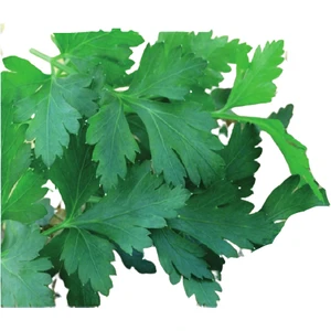 Biogen Tohumculuk Biogen D'giant Italiana Maydanoz Tohumu 25GR 1 Paket