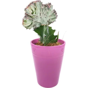 Euphorbia Lactea Cristata Aşılı Kaktüs