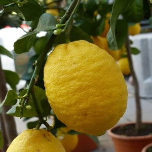 Fitaş Fidancılık Tüplü Aşılı Bodur Saksılık Zagara Bianca Limon Fidanı