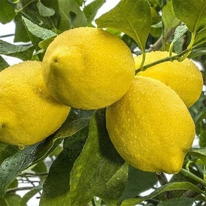 Fitaş Fidancılık Tüplü Aşılı Zagara Bianca Limon Fidanı - 2 Yaş 100-120 cm