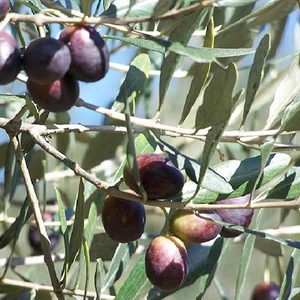 Fitaş Fidancılık Tüplü Ayvalık Zeytin Fidanı - 2 Yaş 40-60 cm