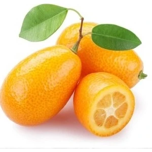 Itaş Fidancılık Tüplü Iri ve Yuvarlak Kamkat Fidanı 3 Yaş