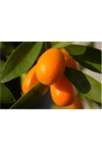 Akçalan Kamkat - Kumkuat (Citrus Fortunella) 40-50 cm
