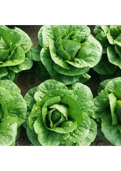 + 20 Adet Marul Lital Tohumu + Sürpriz Tohum