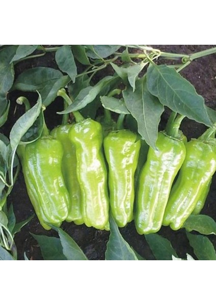 + 20 Adet Biber Üçburun Tohumu + Sürpriz Tohum