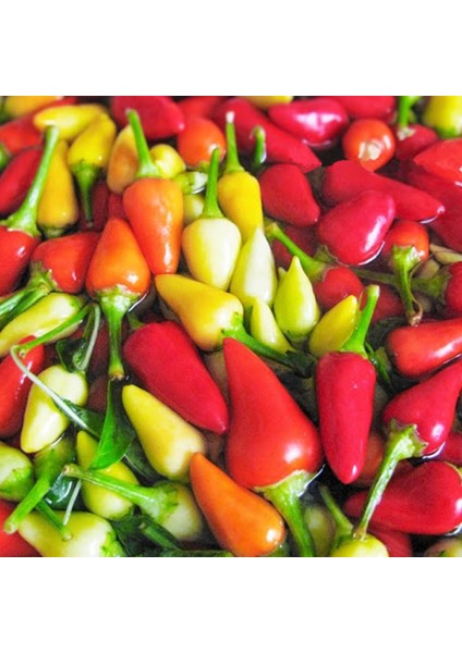 + 20 Adet Cin Biberi Tohumu + Sürpriz Tohum