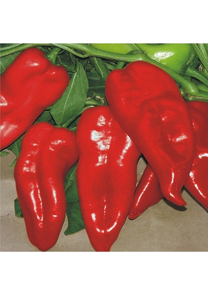 + 20 Adet Yağlık Kapya Biber Tohumu + Sürpriz Tohum
