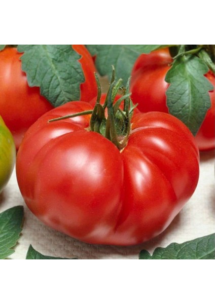 + 20 Adet Domates Marmande Tohumu + Sürpriz Tohum