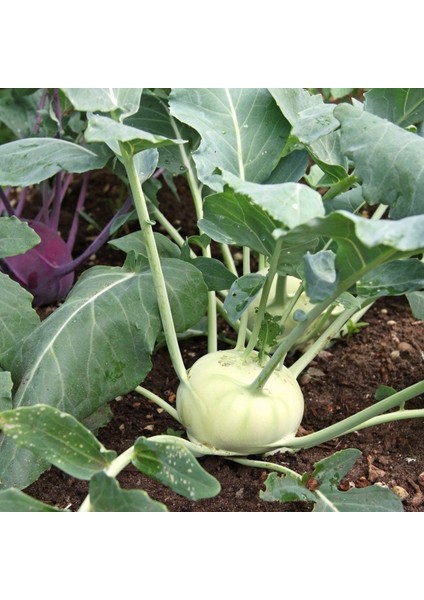 + 20 Adet Alabaş Tohumu + Sürpriz Tohum