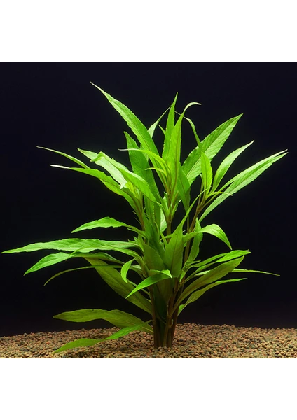 Hygrophila Salicifolia Akvaryum Bitkisi 5 Dal