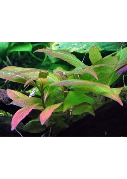 Hygrophila Compact Akvaryum Bitkileri Canlı Bitki 5 Dal