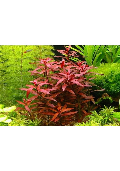 Hygrophila Compact Akvaryum Bitkileri Canlı Bitki 5 Dal