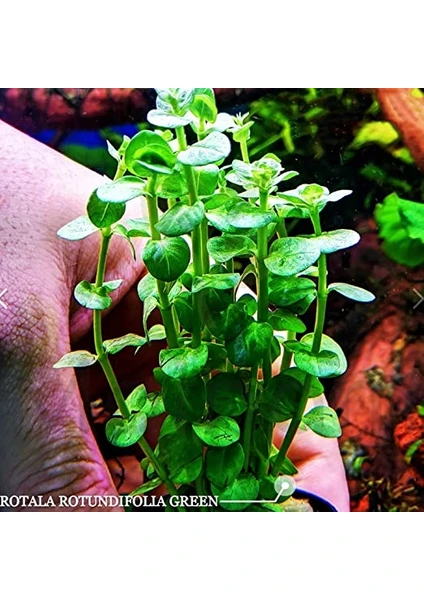 Rotala Rotindifolia Kolay Akvaryum Bitkisi