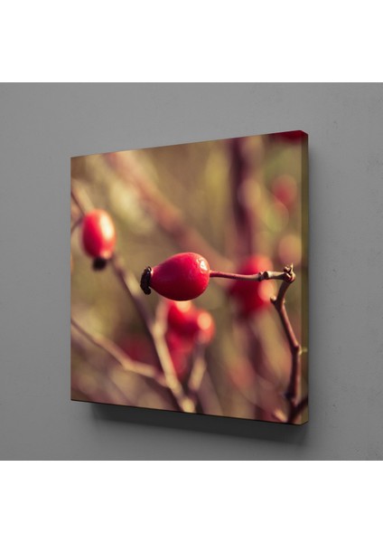 Kuş Burnu 70 x 70 cm