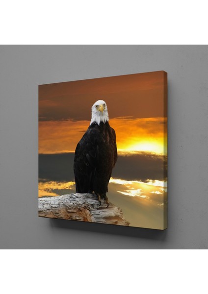 Kartal 2 25 x 25 cm