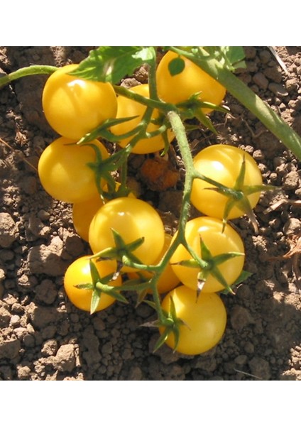 Sarı Cherry Domates Tohumu 10'lu