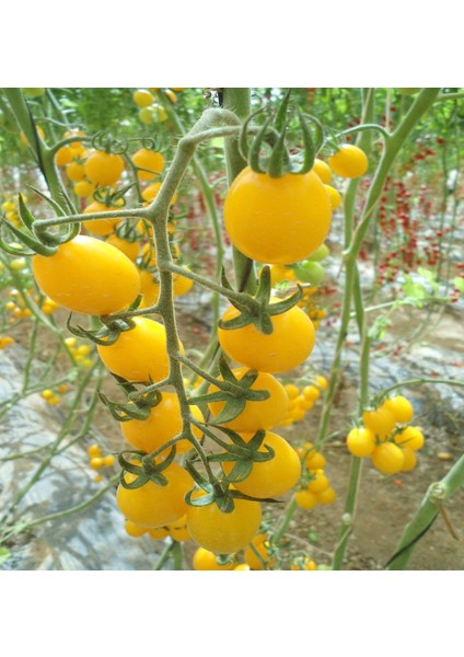 Sarı Cherry Domates Tohumu 10'lu