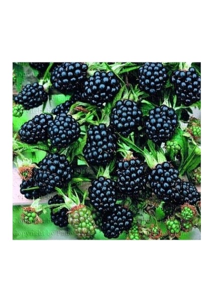 Jumbo Böğürtlen Fidanı