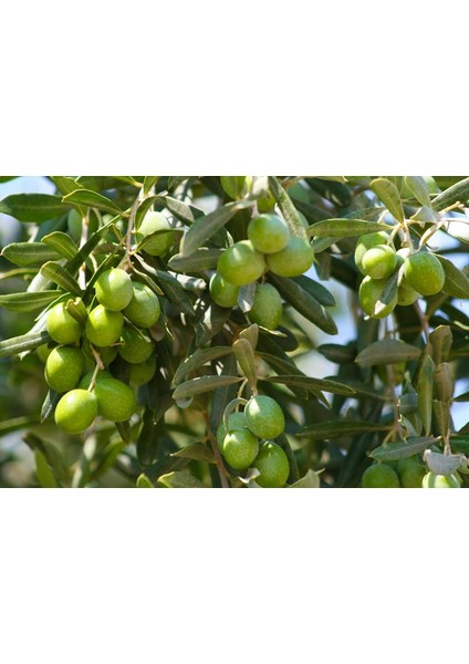 Tüplü Gemlik Zeytin Fidanı - 2 Yaş