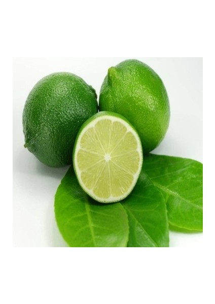 Tüplü Meksika Lime Limon Fidanı