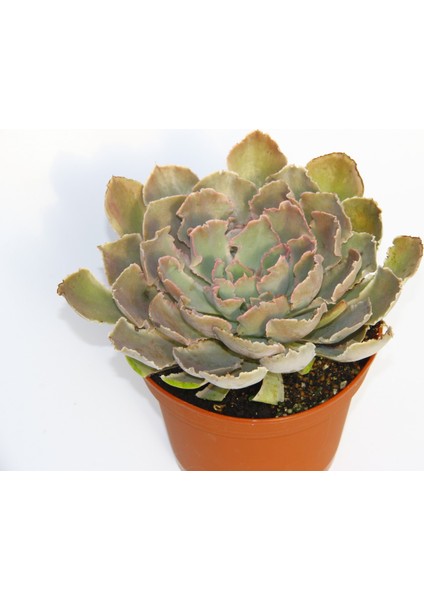 Tunç Botanik Echeveria - Büyük Boy Sukulent