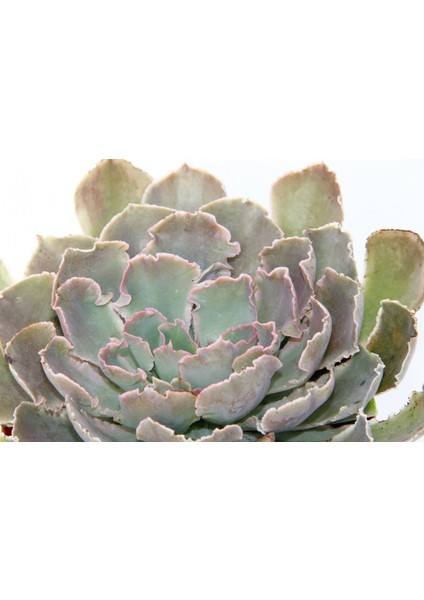 Tunç Botanik Echeveria - Büyük Boy Sukulent