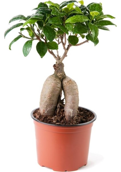 Bonsai Ficus Ginseng 2 Adet
