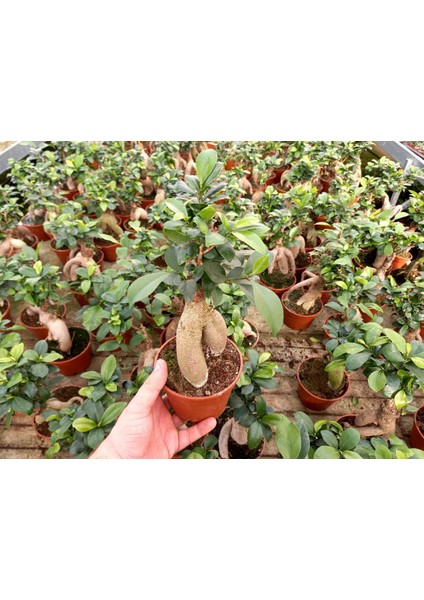 Bonsai Ficus Ginseng 2 Adet