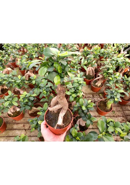 Bonsai Ficus Ginseng 2 Adet