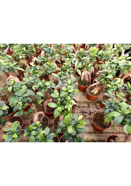 Bonsai Ficus Ginseng 2 Adet