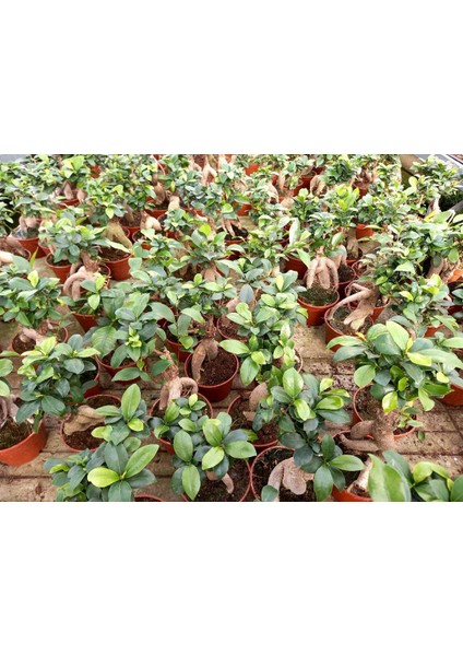 Bonsai Ficus Ginseng 2 Adet