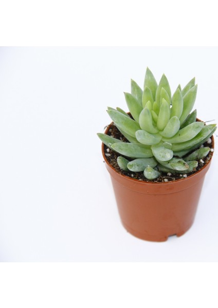 Sedum Nicaeensis 20 Adet Sukulent
