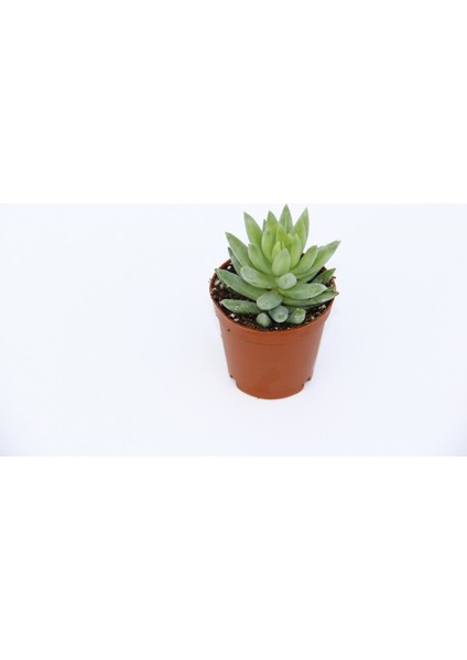 Sedum Nicaeensis 20 Adet Sukulent