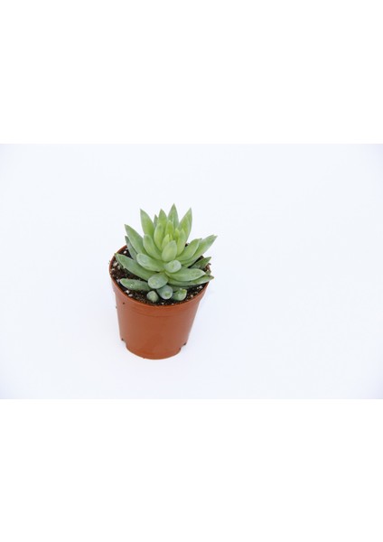 Sedum Nicaeensis 20 Adet Sukulent