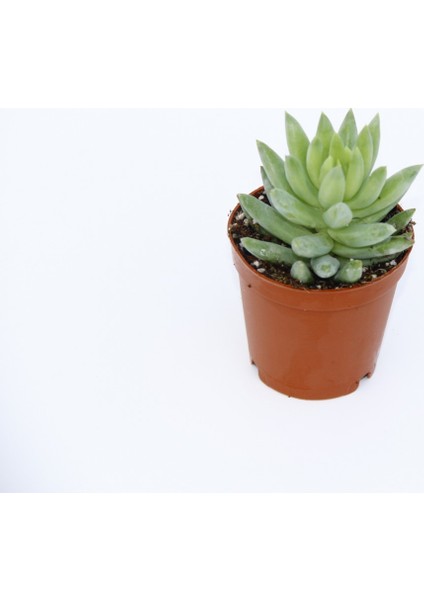 Sedum Nicaeensis 20 Adet Sukulent