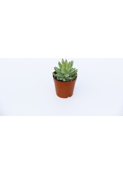 Sedum Nicaeensis 20 Adet Sukulent