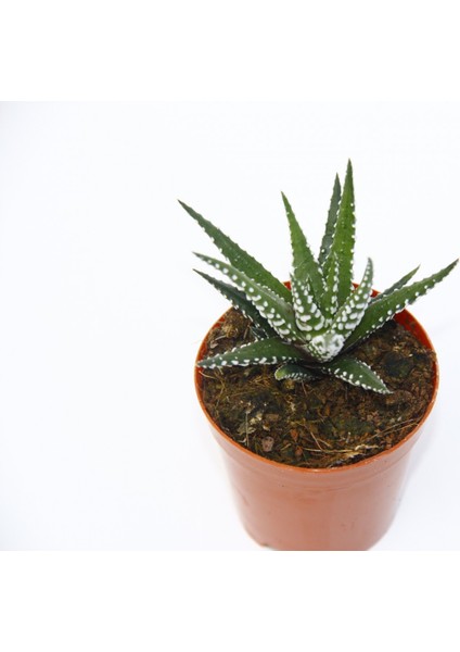 Zebra Kaktüs 20 Adet - Haworthia Fasciata