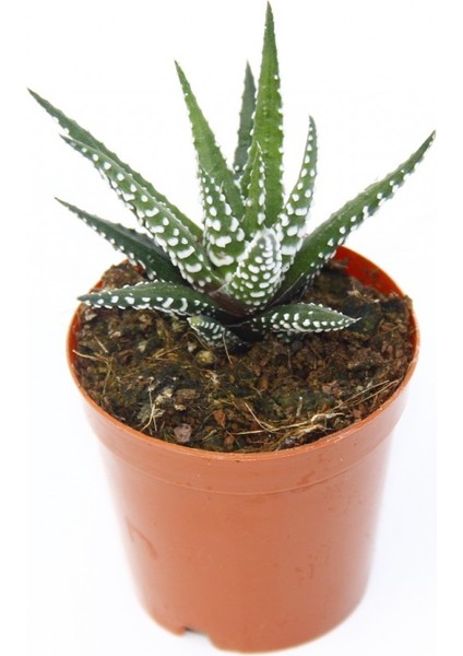 Zebra Kaktüs 20 Adet - Haworthia Fasciata