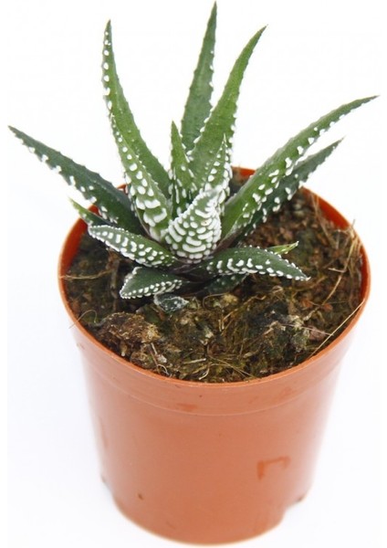Zebra Kaktüs 20 Adet - Haworthia Fasciata