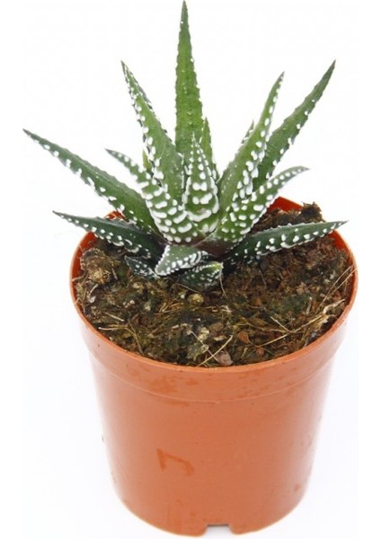 Zebra Kaktüs 20 Adet - Haworthia Fasciata