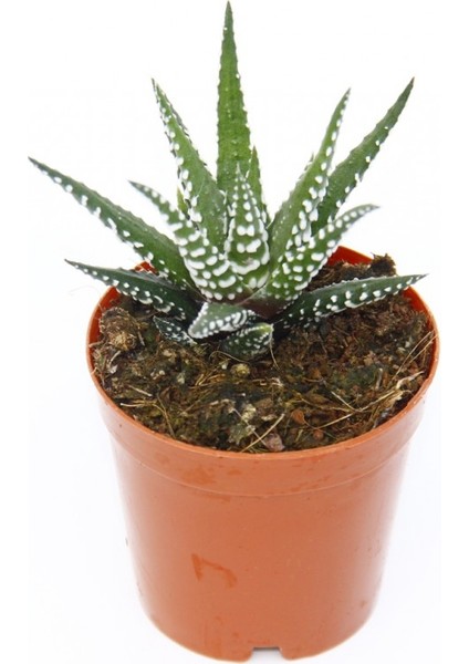 Zebra Kaktüs 5 Adet - Haworthia Fasciata