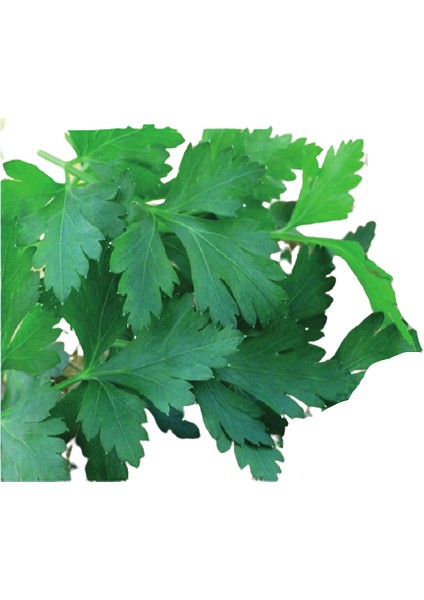 Biogen D'giant Italiana Maydanoz Tohumu 25GR 1 Paket