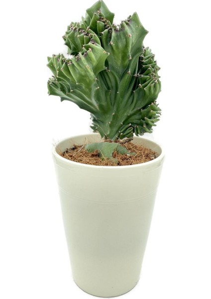 Euphorbia Lactea Cristata Aşılı Kaktüs