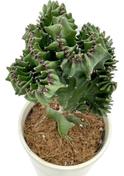Euphorbia Lactea Cristata Aşılı Kaktüs