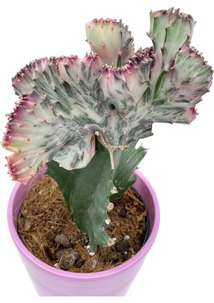 Euphorbia Lactea Cristata Aşılı Kaktüs